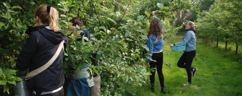 Students picking apples in a green field.